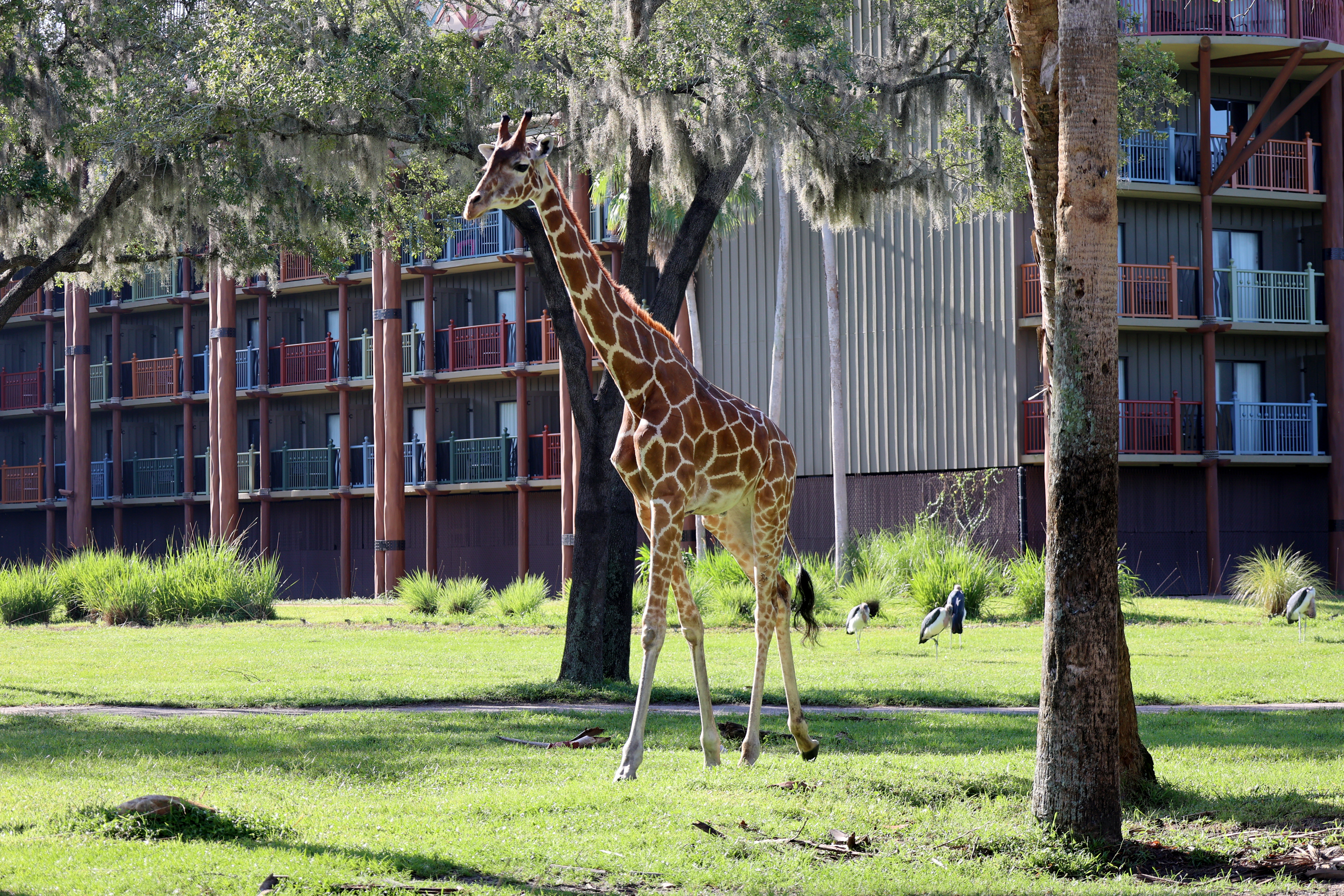 Disney Animal Kingdom Lodge